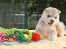 Siberi husky kutsikad