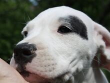 Argentiina dogi/dogo argentino