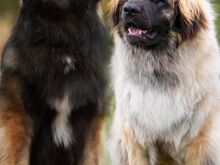 LEONBERGER