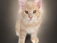 КОТЯТА МЕЙН-КУН