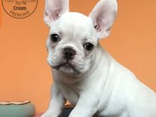 AKC prantsuse buldogi kutsikad