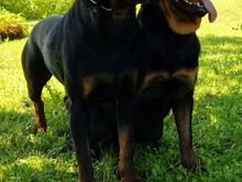Rottweiler kutsikas