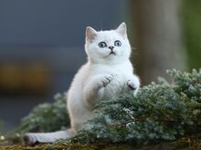 Голубоглазая девочка скоттиш-страйт