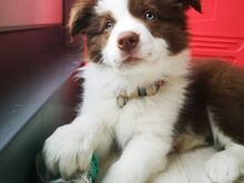 Bordercollie kutsikad