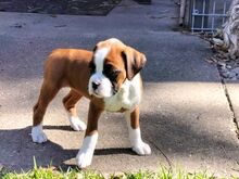Boxer puppies