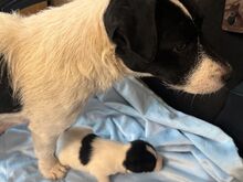 Two Jackrussell Terriers boy and girl