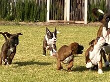 Boxer puppies