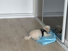 Toy puudel