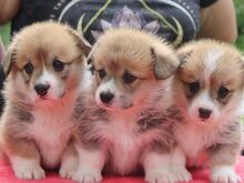 Welsh corgi pembroke kutsikad