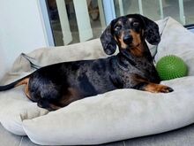 Dachshund puppies