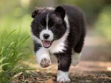 Bordercollie kutsikad