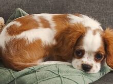 Cavalier King Charlesi spanjeli kutsikad