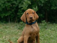 Ungari lühikarvalise linnukoera kutsikad (vizsla)