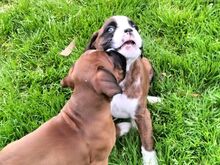 Boxer puppies