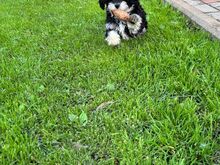 Maltipoo