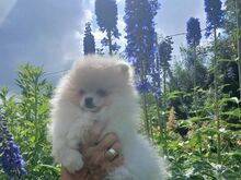 Pomeraniani kutsikas