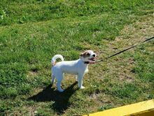 Jack Russel Terrier