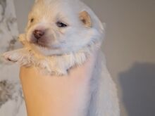Pomeraniani kutsikas