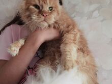 Maine Coon poiss