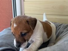 Jack Russelli tüdruk, Riia