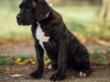 Cane Corso kutsikad