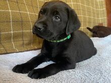 Labradori retriiver.