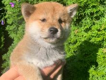 Shiba inu