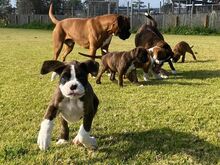 Boxer puppies