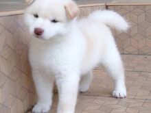 Jaapani Shiba Inu kutsikad.