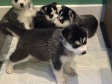 Siberi husky