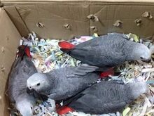 Beautiful African grey parrots