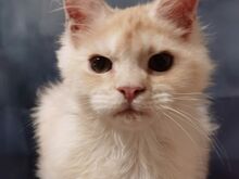Maine Coon kassipoeg, poiss