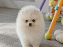 Pomeranian spits