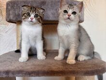 Scottish Fold/Straight kassipojad
