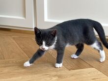 Kassipoiss Teodor