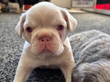PRANTSUSE BULLDOG