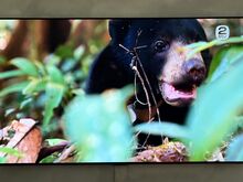 Телевизор LG OLED55GX3LA