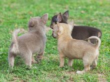 Chihuahua kutsikad
