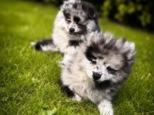 Pomeranian spits