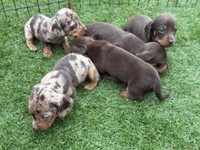 Miniature dachshund puppies