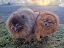 Pomeranian / kääbusspitsi preilid