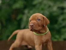 Vizsla / Ungari lühikarvalise linnukoera kutsikad