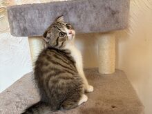 Scottish Fold/Straight kassipojad