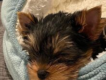 Two Adorable Yorkie puppies