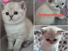 Британские котята