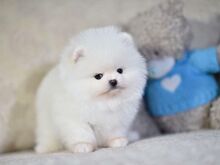 Pomeranian kutsikad