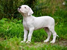 Argentiina dogi/dogo argentino
