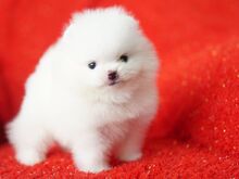 Pomeranian kutsikad