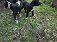 Huski-laika laadsed segaverelised kutsikad