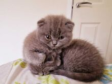 Scottish fold kittens